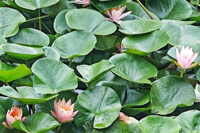 雨洗新荷！崔家窑湿地公园秒变莫奈花园