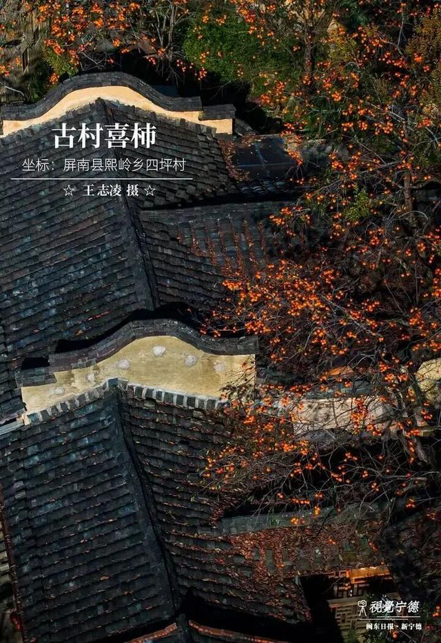 走！去屏南！这些柿子打卡点请收好→