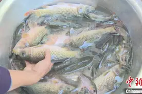 湖南祁阳绿色生态种养提升农业生产效益图片