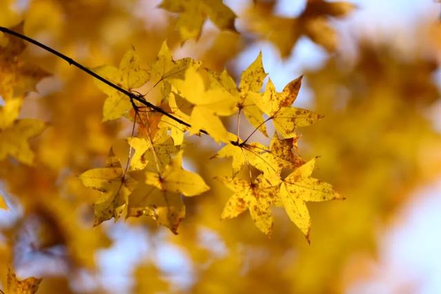 中大路 “红” 了！本周 C 位遛弯地预定！