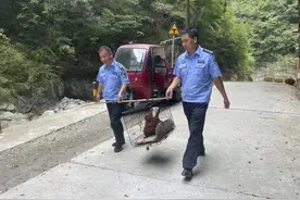 “不明野生动物”闯入民宅 旬阳民警救助放归自然图片