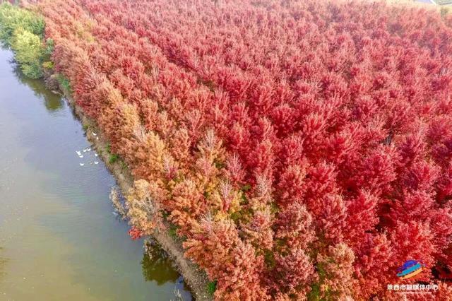 莱西市第十届红枫嘉年华正式拉开帷幕！