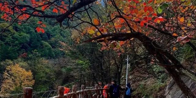 亮相央视！洛阳这些赏秋地，太美！