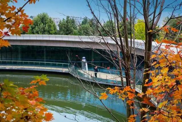 昆明迎来最美赏枫季 打卡攻略奉上