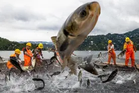 所地共建助力渔业 浙江文成生态“好水”化为共富“活水”图片