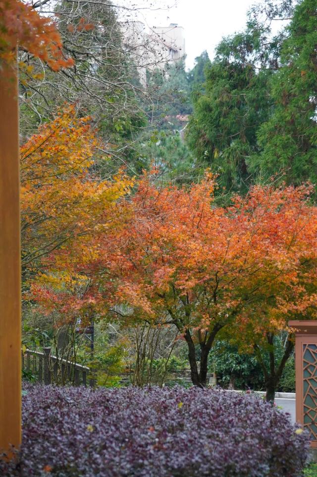 福建暖冬，又是一年好“枫”景