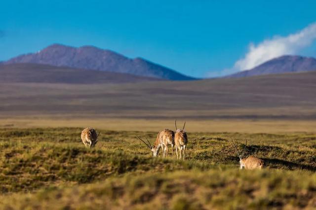 中国最伟大的荒野，从盗猎战场到生命乐园