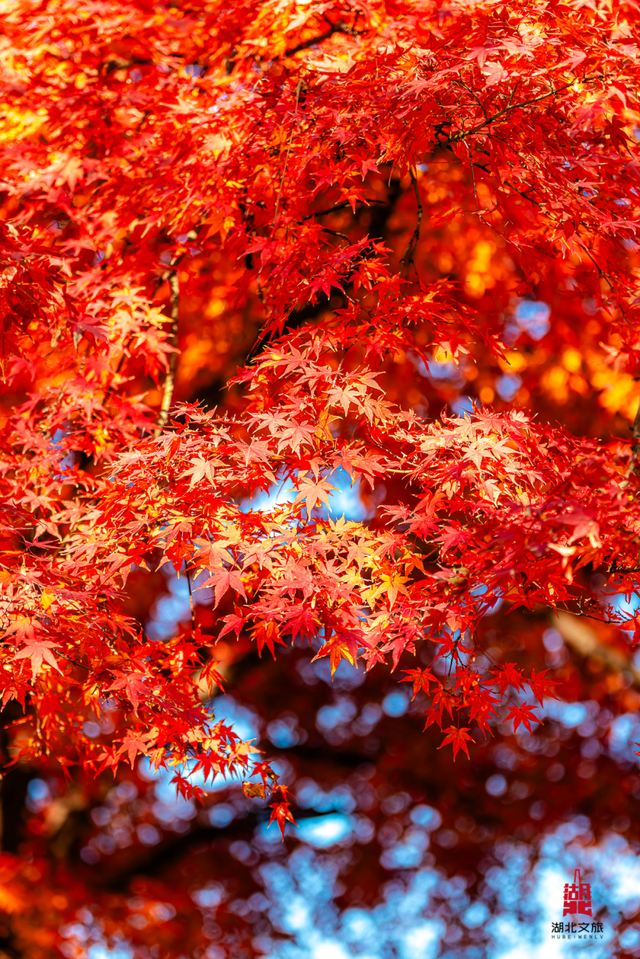 红红红红！红“枫”了！