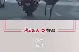 郑州早高峰鸵鸟在街头狂奔，动物园已将其控制并带走图片