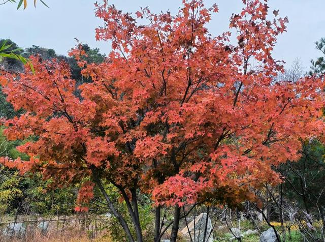 调色盘已打翻，泰山西麓这场初冬色彩之约别错过