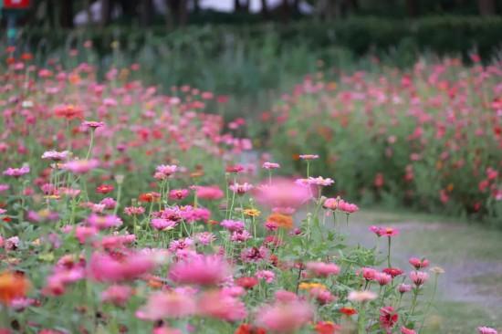 上海秋日浪漫天花板！这些花海美到让人心醉