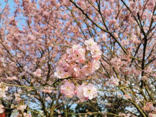 重庆第一波早樱开了！就在主城，公交可达