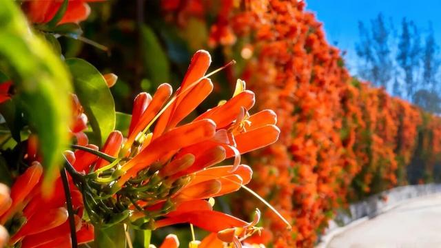 【冬季暖阳 凉山不凉】西昌打卡地+1！百米花墙震撼上线