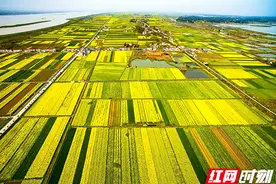 2025湖南油菜花节  3月17日等你“湘”约图片