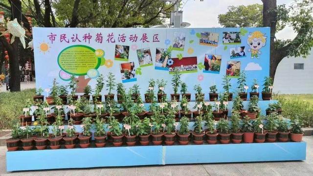 广州文化公园第66届“羊城菊会”，邀您免费认种菊花！