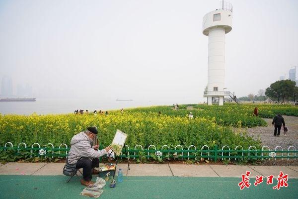 春天来江滩油菜花田赏春景