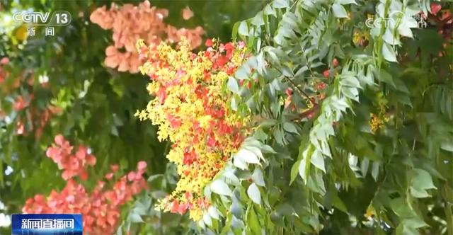 多场景联动打造“赏秋游”沉浸式新体验 “秋日经济”带火文旅消费新实践