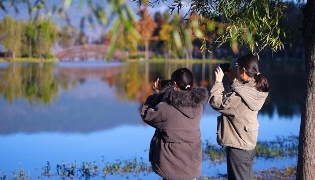 栈道穿红杉，候鸟掠湖面！大理这片湿地美成初冬油画