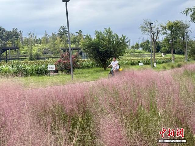 成都玉石湿地公园粉黛乱子草初绽 如云似纱引游客