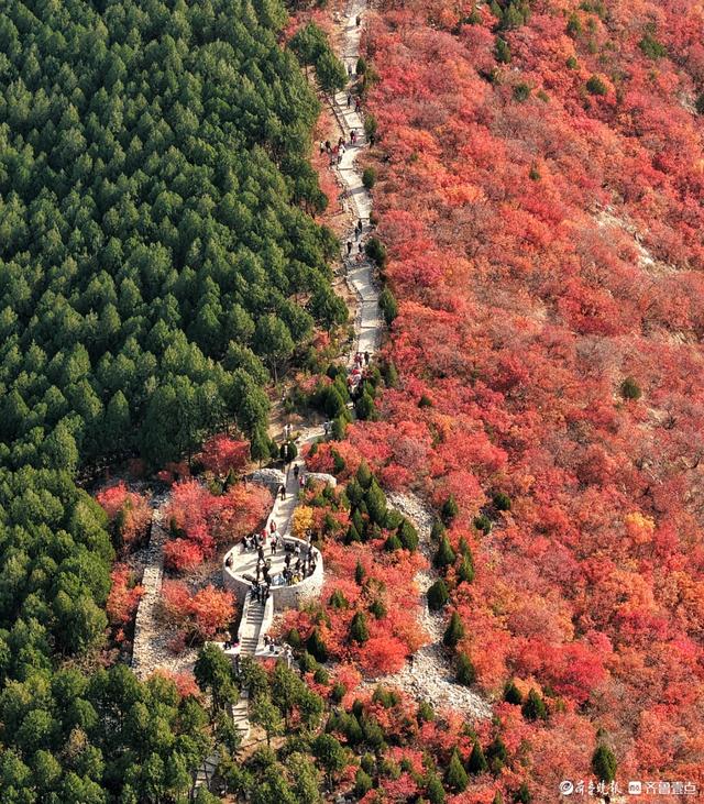 深秋的济南蝎子山，半山翠绿半山红