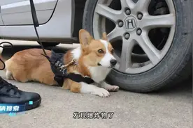 全国首只柯基警犬“福仔”顺利转正 训导员：它非常自信图片