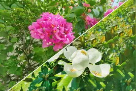 绽放的友谊：探索海口和索契最常见的花图片