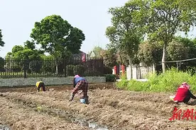 澧县城头山镇利用秸秆种植赤松茸菇，亩产纯收入超1万元 废弃秸秆成“抢手货”图片