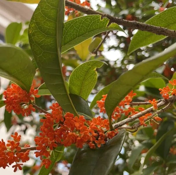 趁秋色浪漫，见一面吧