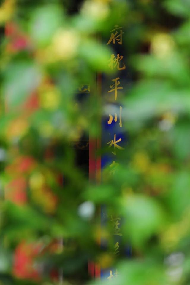 香迷糊了！昆明老品种秋天，从金殿桂香开始！