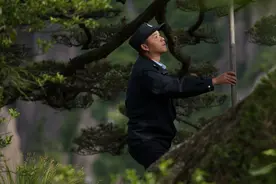 黄山“守松人”图片