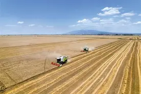 2024年陕西粮食总产量1352.29万吨图片