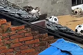 榕江洪灾中猫妈妈被困屋顶，叼着小猫崽下水找出路避难，拍摄者：为母则刚在这一刻具像化了图片