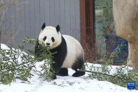 旅美大熊猫“宝力”“青宝”首次与美国公众见面图片