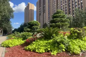 哈尔滨市香坊区通过城市绿化提升人居品质图片