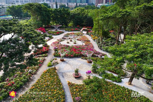 多图直击，2025深圳簕杜鹃赏花周全城绽放