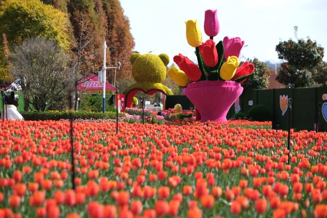 冬樱花、梅花、郁金香、虞美人......昆明最全赏花攻略请查收