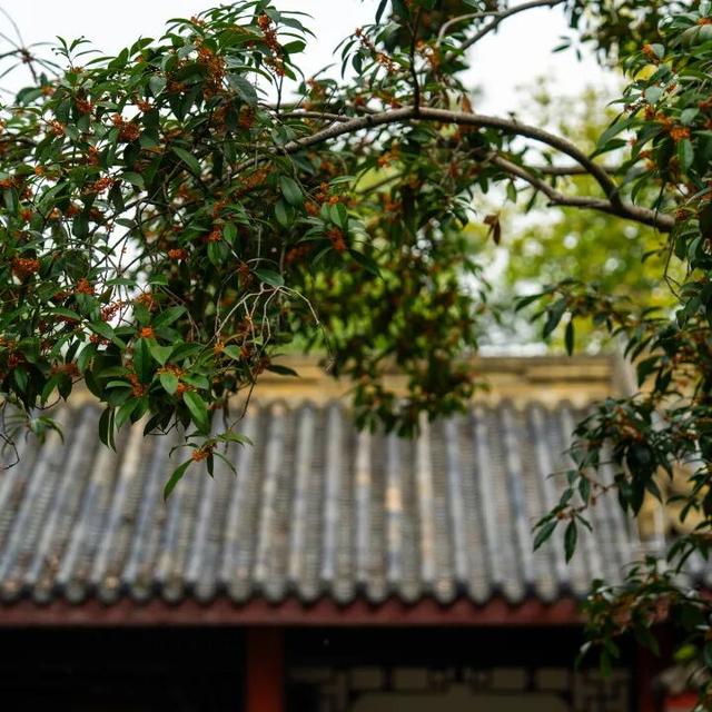 包出片的~城厢古城桂花打卡计划，走起→