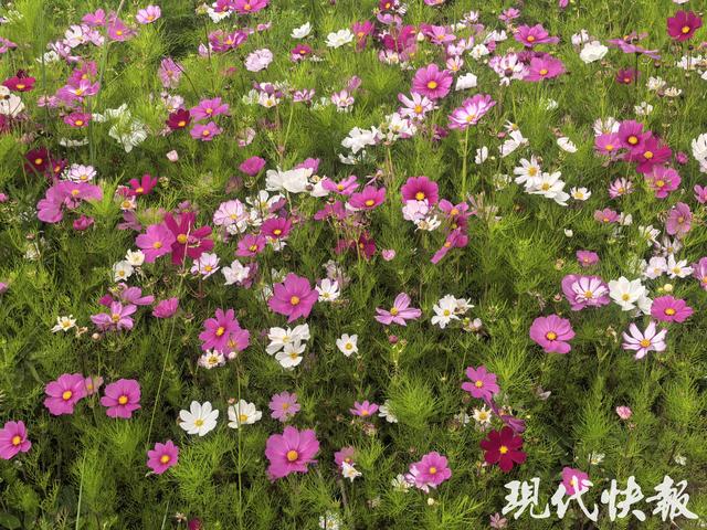 荒地变绿洲公园，69岁拉萨大叔爱上家门口的Citywalk