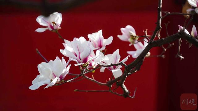 C视觉｜满树繁花映红墙 武侯祠春意正浓