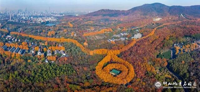 南京梧桐大道限定“皮肤”上线 ， 出片机位再升级