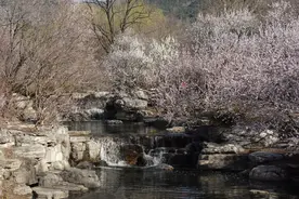 国家植物园山桃花溪美爆！北京八大桃花观赏线路推荐图片