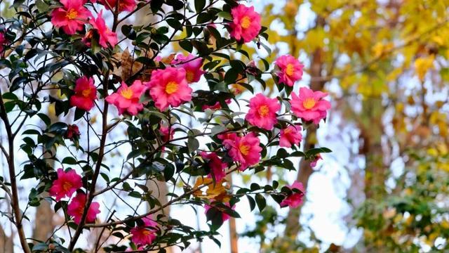 闭眼出片！武汉植物园茶梅进入最佳观赏期 这份浪漫攻略请收好