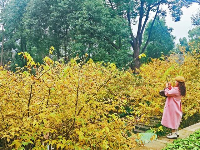 周末赶紧冲！趁着阳光明媚去寻香→