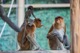 濒危物种在粤繁育成功，长隆野生动物世界迎来濒危长鼻猴幼崽首展图片