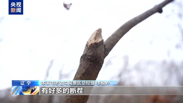让文明为自然留住美景 别让“捡秋”变“伤秋”
