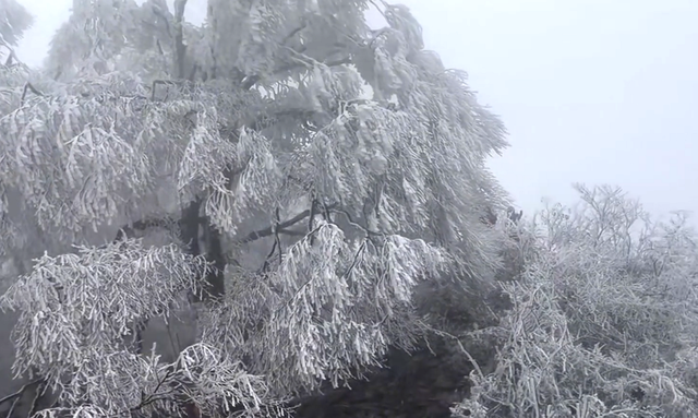 零下3℃的浪漫 融水雾凇等你来打卡