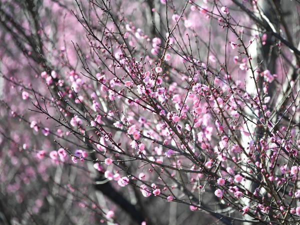 深山寻梅正当时