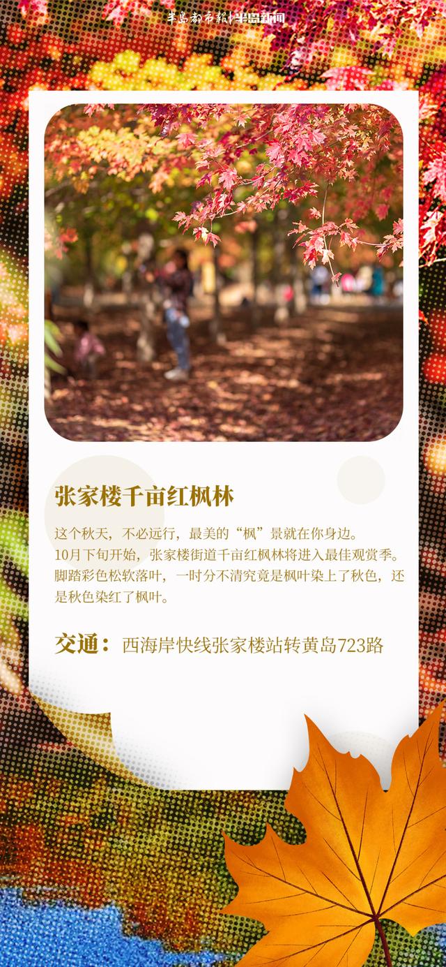 AI长图站｜青岛“枫”景上线！跟着地图，探寻“红叶秘境”