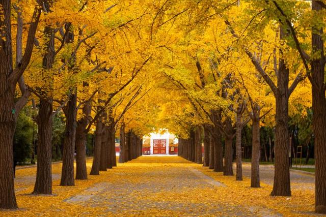 收藏！全国银杏观赏地图来了