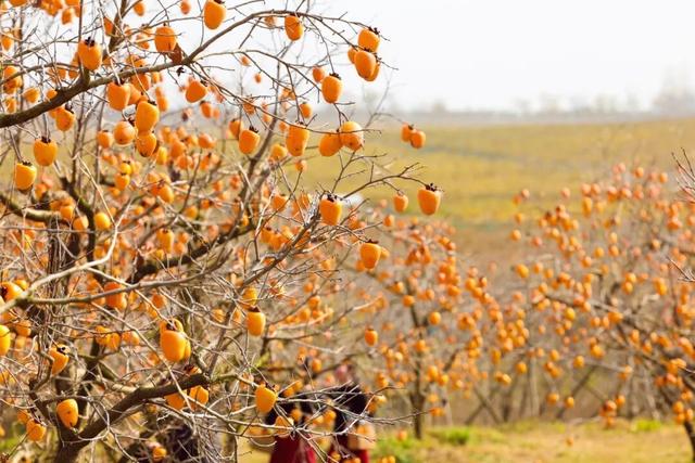 又好吃又好看！日照这里，火成新晋顶流！